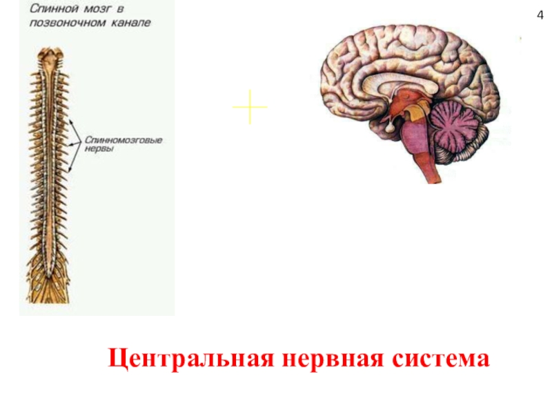 Центральный нервный канал. Нервная система. ЦНС человека. Центральная нервная система человека. Нервная система ЦНС.