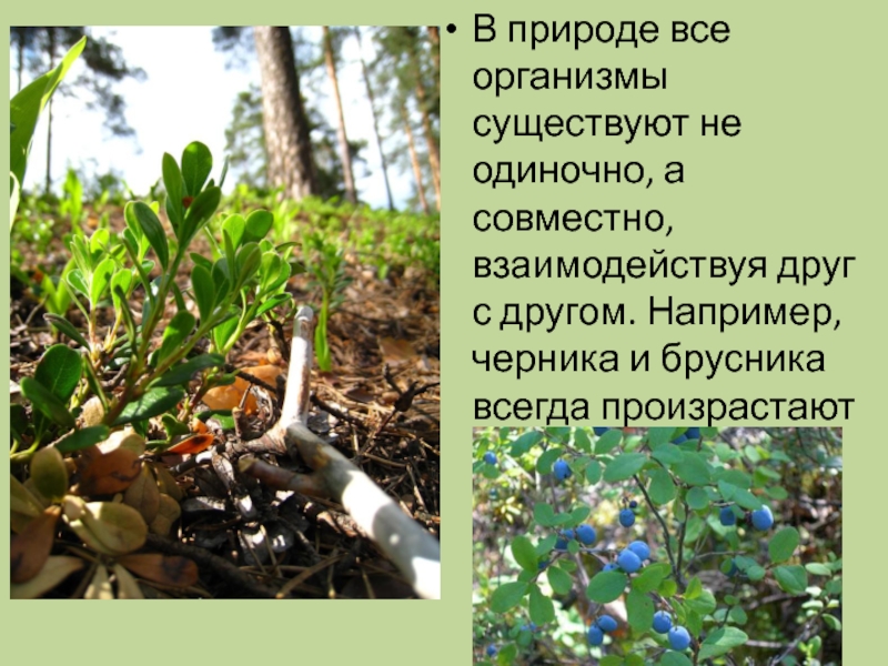 Организмы существующие в природе. Что такое сообщество в биологии 6 класс. Проект по биологии 6 класс на тему растительные сообщества. Организм и все все все. Понятие о природном сообществе 6 класс.