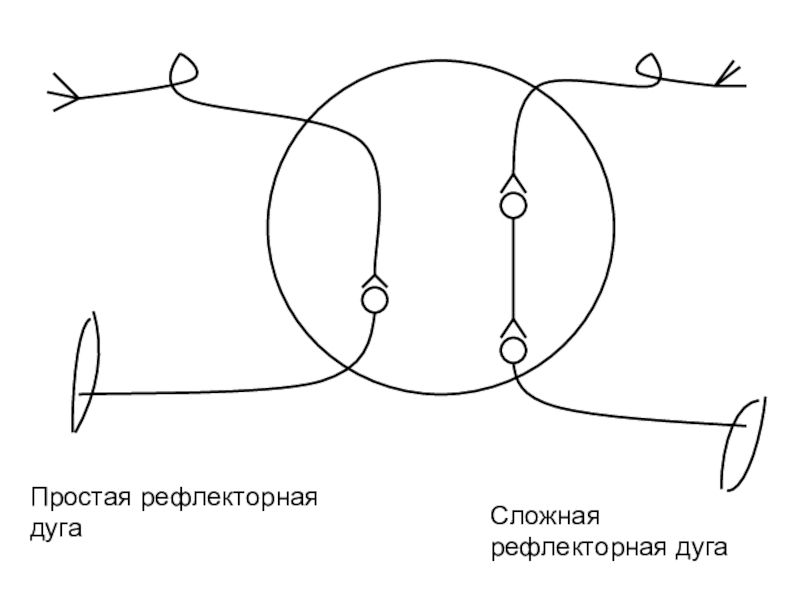 Схема простой рефлекторной дуги схема