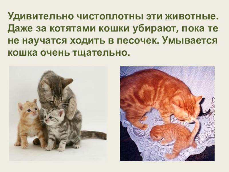 Презентация о котятах