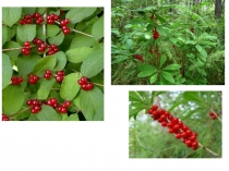 Презентация по биологии 6 класс на тему растения и их виды