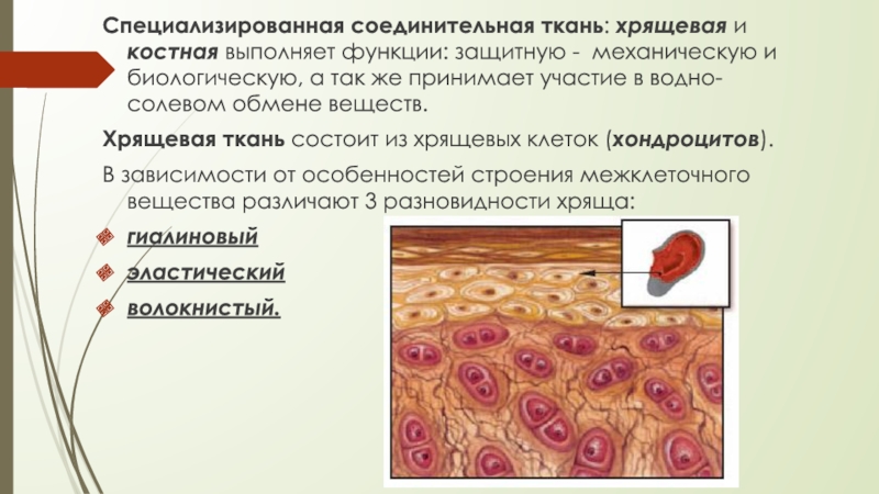 Ткань выполняющая защитную функцию. Соединительная ткань хрящевая ткань и костная ткань. Хрящевая и костная соединительная ткань. Соединительная ткань костная ткань функции. Хрящевая ткань соединительная ткань функции.