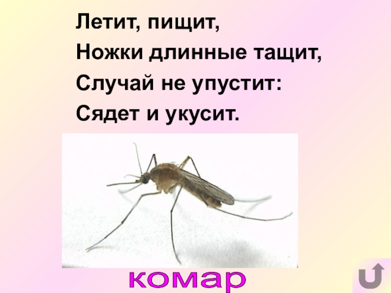 Почему комар пищит. Комар пищит. Летит пищит ножки длинные тащит. Летит пищит ножки длинные тащит случай не упустит сядет и укусит. Почему комары пищат.