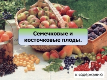 Презентация.Семечковые и косточковые плоды.МДК 02,01 Розничная торговля продовольственными товарами