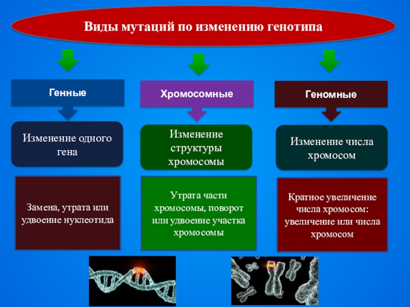 Виды мутаций схемы