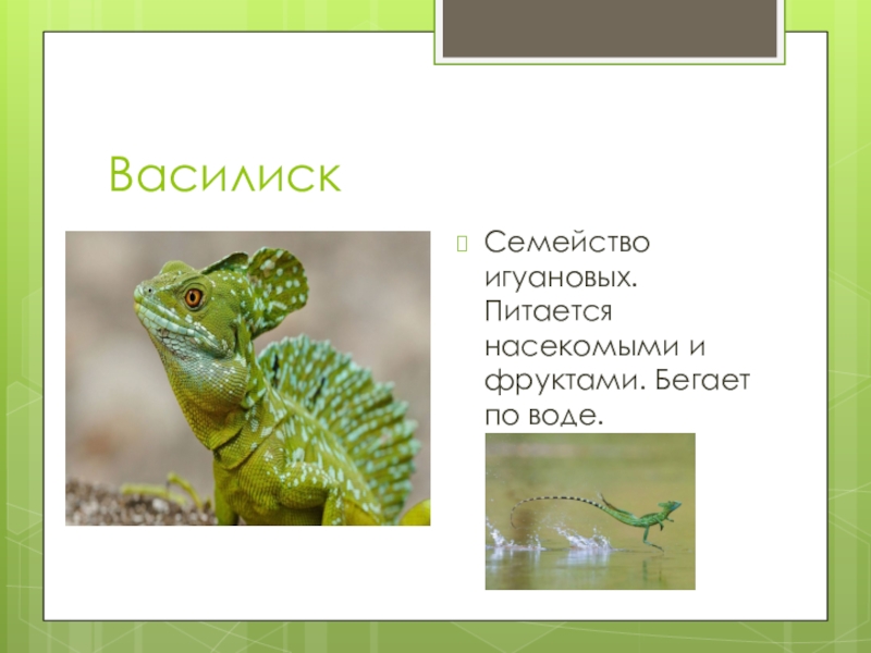 Картинки василиск 4 июня