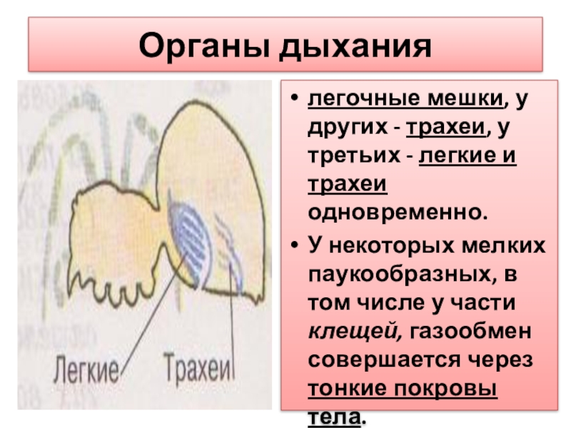 Дыхание через трахеи. Легочные мешки органы дыхания у. Органы дыхания — трахеи и лёгочные мешки. Орган дыхания клеща. Органы дыхания паукообразных.