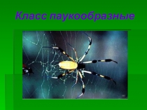 Презентация На тему: Паукообразные