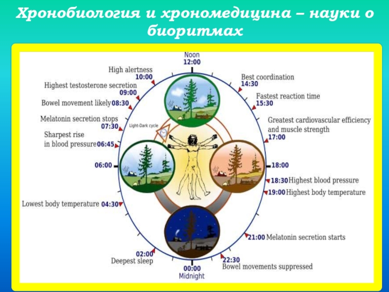 Проект биоритмы жизни презентация