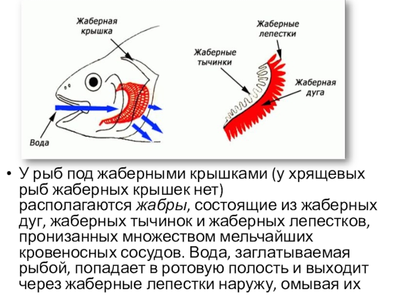 Жаберное дыхание представители