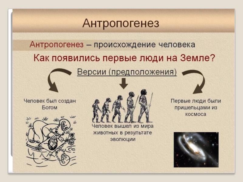 Эволюция человека биология проект