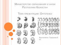 Онтогенез - индивидуальное развитие организма