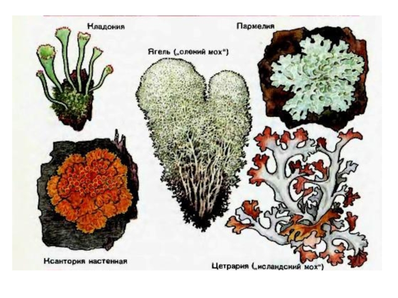 Лишайники 5 класс биология картинки