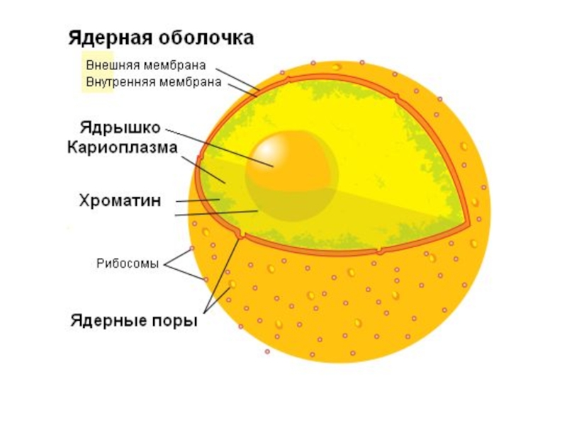 Картинка ядерная мембрана