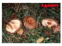 Ядовитые грибы и растения