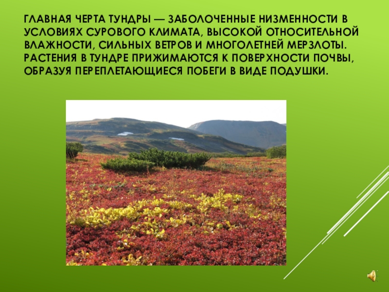 Сильные ветры природная зона. Природная зона тундра растения. Черты тундры. Отличительные черты тундры. Тундра почва и осадки.