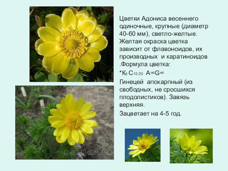 Адонис цветок желтый фото и описание