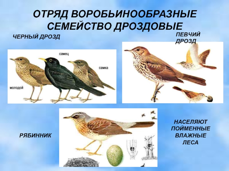 Воробьинообразные птицы таблица. Птицы отряда воробьинообразных. Представители воробьинообразных. Виды воробьиных птиц. Представители воробьинообразных птиц отряда.