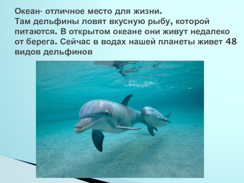 Английский про дельфинов. Дельфины презентация. Дельфины доклад. Доклад про дельфинов. Презентация про дельфинов.