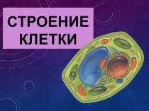 Строение клетки