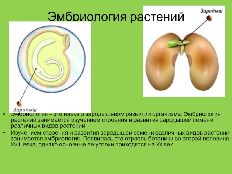 Состав семени фасоли в сформированном зародыше. Строение зародыша растения. Эмбриология растений. Зародыш семени. Зародыш семени развивается из.