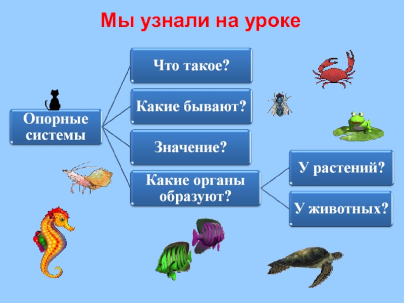 Конспект урока и презентация биология 6 класс скелет опора организма