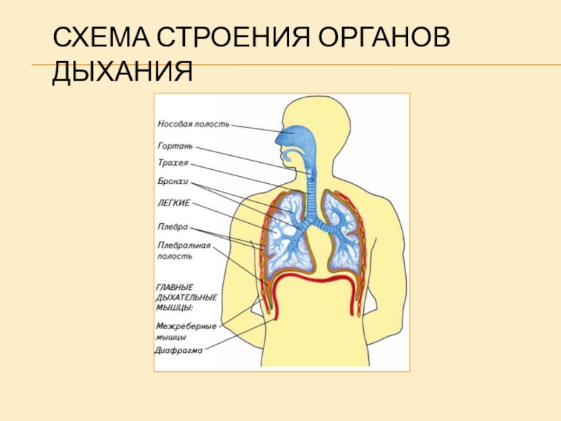 Схема строения органа