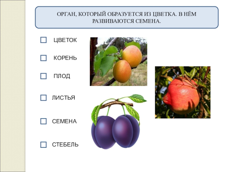 Плоды корень. Орган который образуется из цветка. Орган который образуется из цветка в нем развиваются семена. Орган в котором образуется из цветка в нём развиваются семена. Орган растения из которого развиваются плоды.