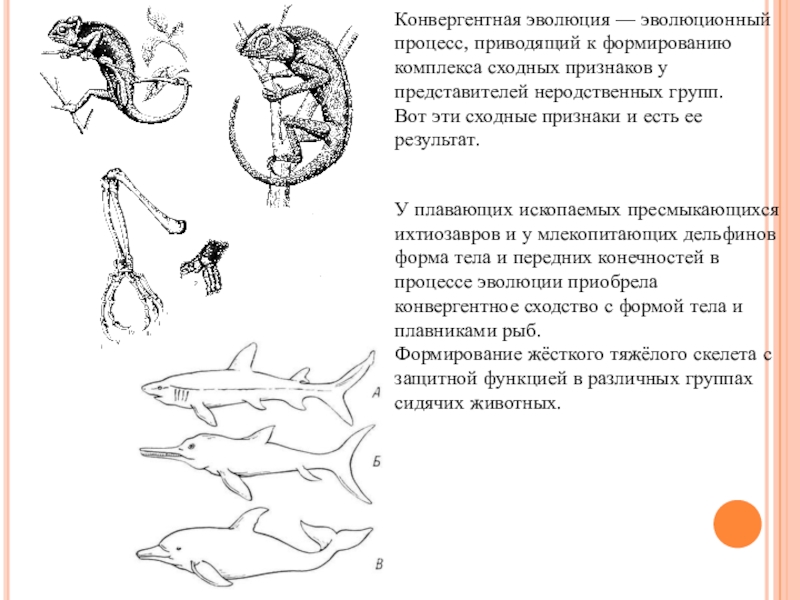 Схема эволюционного процесса