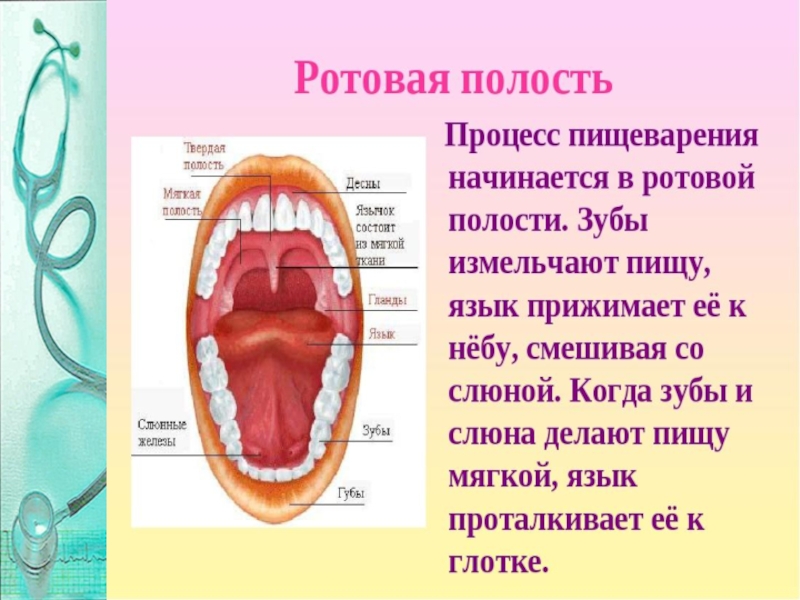 Презентация пищеварение в ротовой полости и желудке 8 класс биология презентация