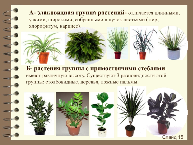 Распознавание комнатных растений по фото
