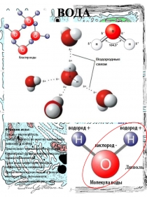 Раздаточный материал по теме: Химия клетки_Неорганические вещества клетки_Вода