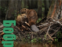 Презентация по окружающему миру Бобры (4 класс)