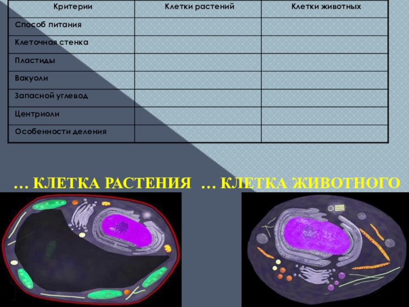 Процессы синтеза в живых клетках презентация 11 класс пономарева