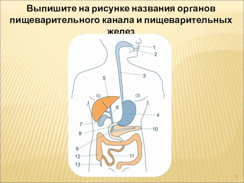 Назовите указанные органы. Название органов пищеварительного канала. Выпишите названия органов пищеварения. Пищеварительный канал и пищеварительные железы. Выписать названия органов пищеварительного канала.