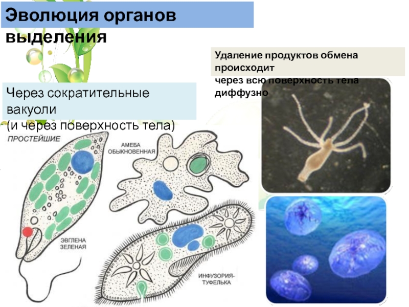 Эволюция выделительной системы у животных презентация