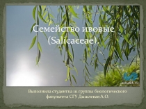Презентация по биологии Семейство Ивовые (6 класс)
