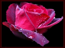 Презентация биология пәнінен: тақырыбы Раушангүлділер тұқымдасы