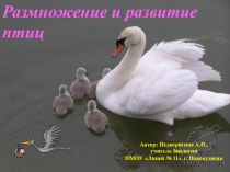 Размножение и развитие птиц. Годовые циклы и перелёты птиц