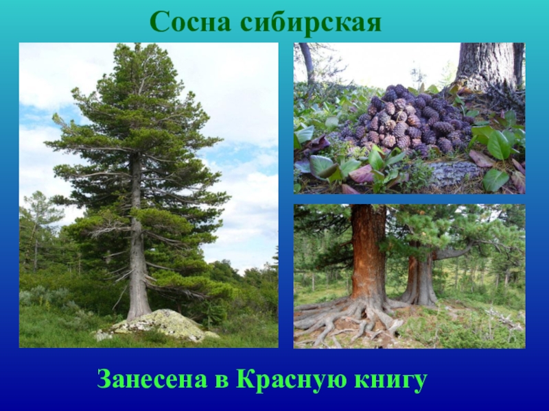 Ели занесенные в красную книгу. Сосна занесена в красную книгу. Сосна Сибирская красная книга. Сосна Сибирская занесена в красную книгу. Деревья красной книги Архангельской.