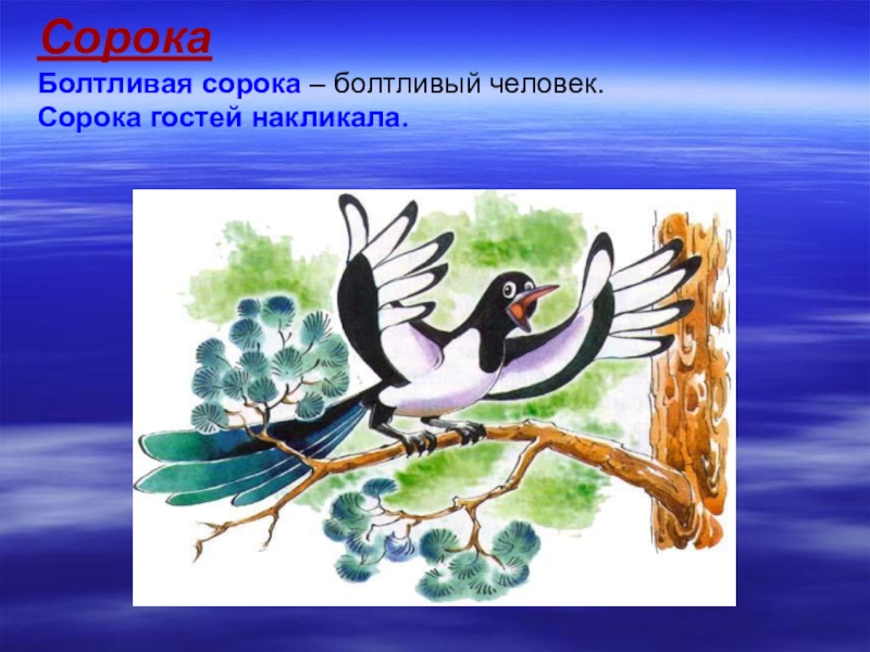 Разговор сороки. Болтливая сорока Сладков. Чарушин болтливая сорока. Сорока в сказках. Сорока картинка для детей.