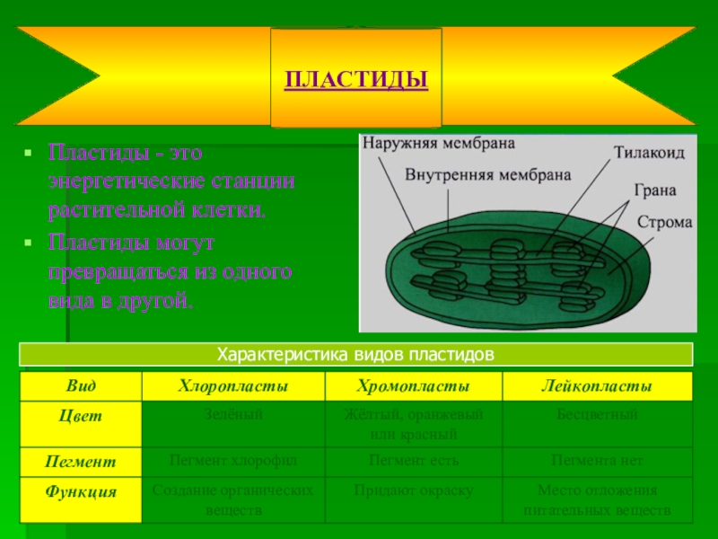 Что такое пластиды. Характеристика пластид растительной клетки. Функции пластидов в клетке. Характеристика пластид растительной клетки таблица. Строение и функции пластидов.