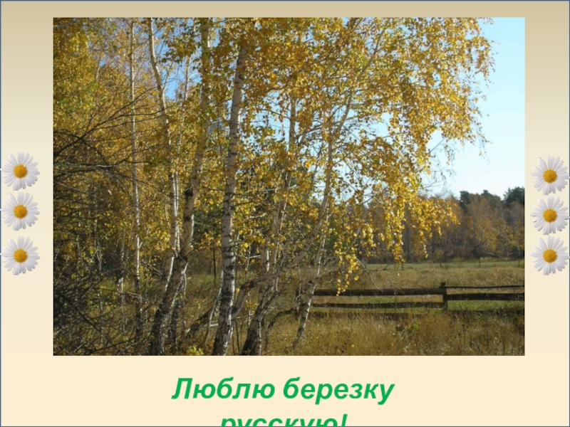 Люблю березку. Прокофьев береза. Прокофьева люблю березку русскую. Прокофьев русская Березка. Есенин люблю березку русскую.