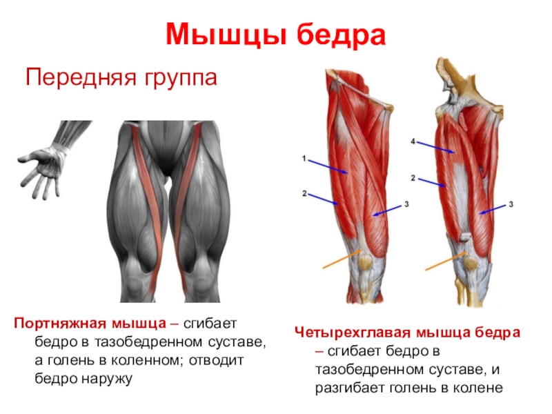 Квадрицепсы ног анатомия