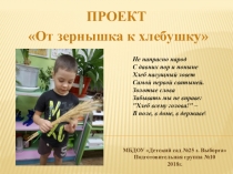 Презентация проекта на тему От зернышка к хлебушку для подготовительной группы
