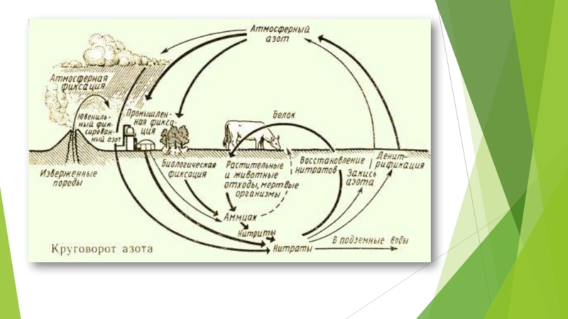 Круговорот азота в природе сообщение