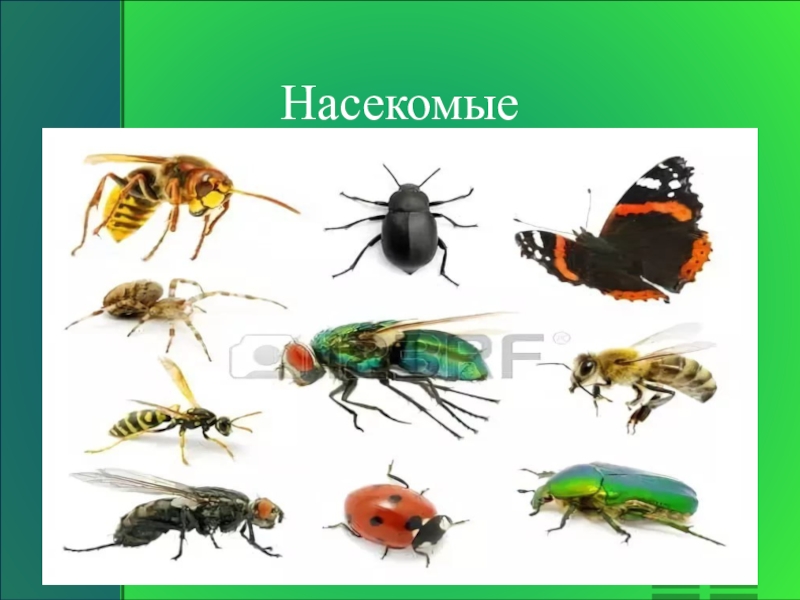 В мире насекомых презентация для дошкольников зеленая тропинка