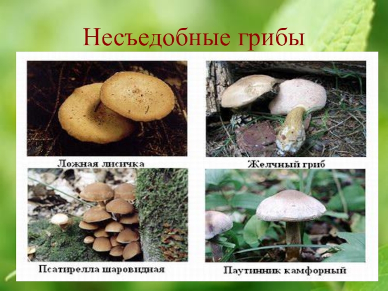 Несъедобные грибы фото и название несъедобные