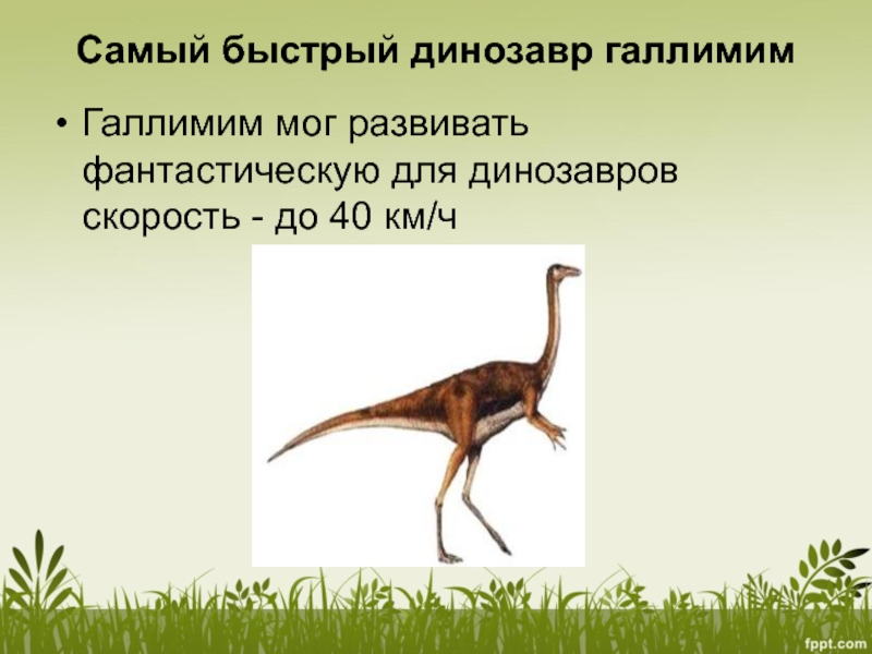 Компсогнат динозавр. Галлимим парк юрского периода. Какой самый быстрый динозавр. Название самых быстрых динозавров. Какой самый быстрый динозавр.