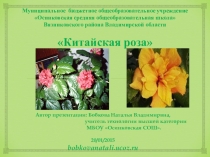 Презентация Китайская роза по разделу Комнатное цветоводство